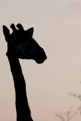 Similar image 8097389