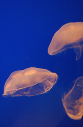 Similar image 8097459