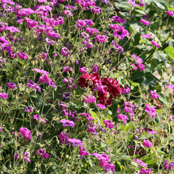 Similar image 8097496