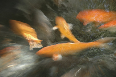 Similar image 8097586