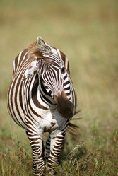 Similar image 8097691