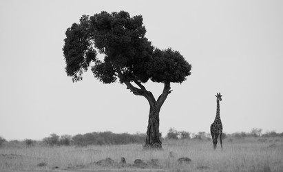 Similar image 8097972