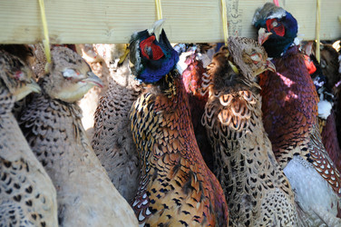 Similar image 8098036