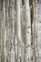 Similar image 8098213