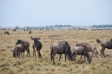 Similar image 8098401