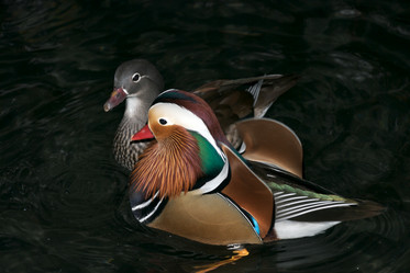 Similar image 8098429