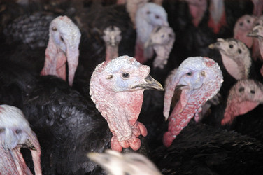 Similar image 8098643