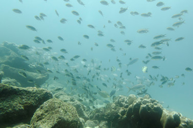 Similar image 8098861