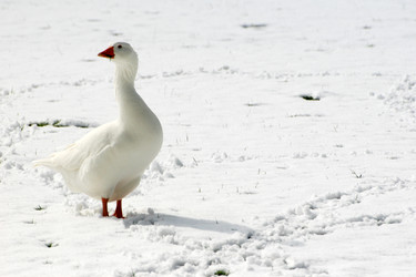 Similar image 8098916