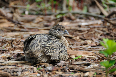 Similar image 8099122