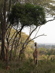 Similar image 8099142