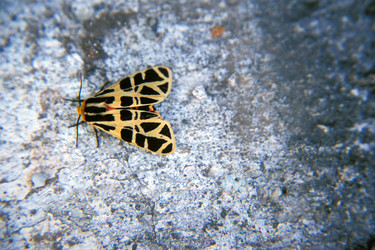 Similar image 8099271