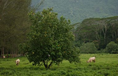 Similar image 8099729