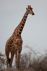 Similar image 8103008