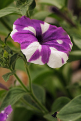 Similar image 8103204