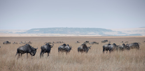 Similar image 8103303