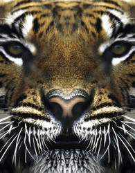 Similar image 8103454