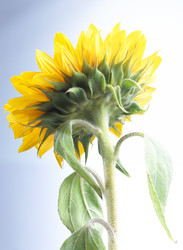 Similar image 8103527