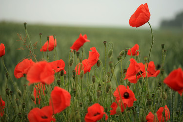 Similar image 8104100