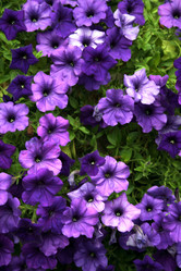 Similar image 8104138