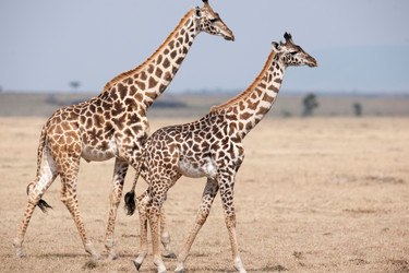 Similar image 8104209