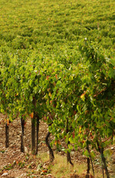 Similar image 8104271