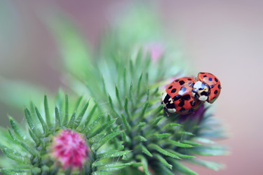 Similar image 8104602