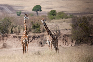 Similar image 8107029