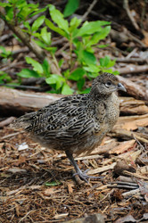 Similar image 8107332