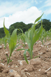 Similar image 8107416