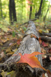 Similar image 8141992