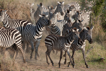 Similar image 8142571