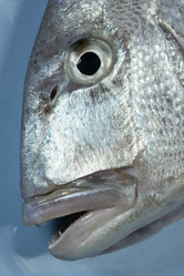 Similar image 8143448