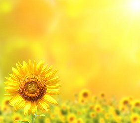 Similar image 8153270