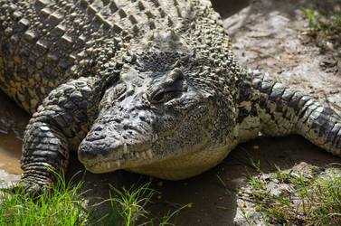 Similar image 8157803