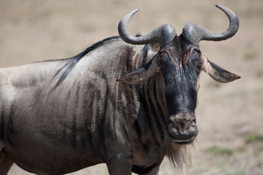 Similar image 8164254