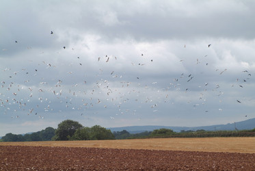 Similar image 8164932