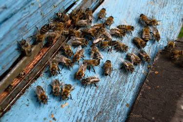 Similar image 8168006