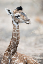 Similar image 8169132