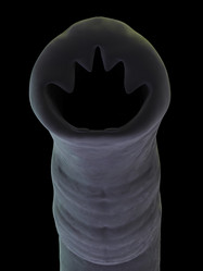 Similar image 8170414