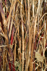 Similar image 8175094