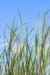 Similar image 8175278