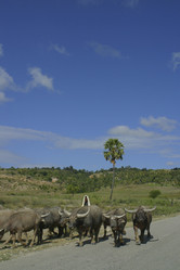 Similar image 8175291