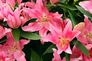 Similar image 8176924