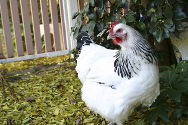 Similar image 8178115