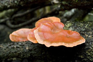 Similar image 8178396