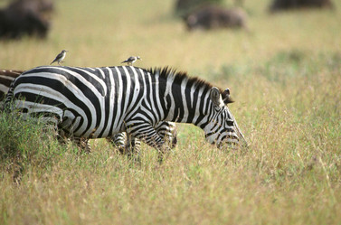 Similar image 8178677