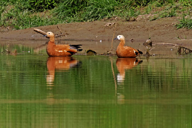 Similar image 8178738