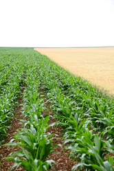 Similar image 8178816