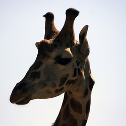 Similar image 8178969